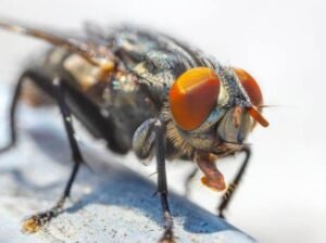 The Fly and Its Eyes: মাছিকে হাতের লাগালে পাওয়া এতো কঠিন কেন? কি আছে তার চোখে?