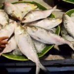 Ilish Crisis in Bangladesh: “ইলিশ” নিয়ে বাংলাদেশের তমতমির দিন শেষ। ভারত থেকে যাচ্ছে ইলিশ।