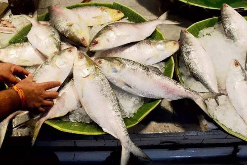 Ilish Crisis in Bangladesh: “ইলিশ” নিয়ে বাংলাদেশের তমতমির দিন শেষ। ভারত থেকে যাচ্ছে ইলিশ।